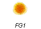 FG1